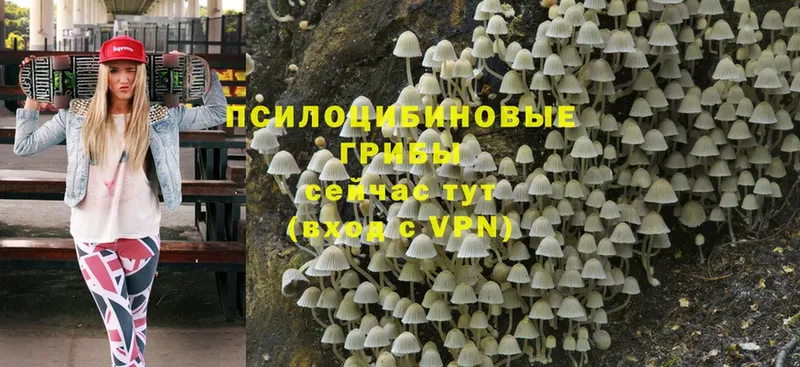 omg вход  Заводоуковск  Галлюциногенные грибы Psilocybe 